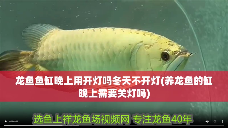 龍魚魚缸晚上用開燈嗎冬天不開燈(養龍魚的缸晚上需要關燈嗎)