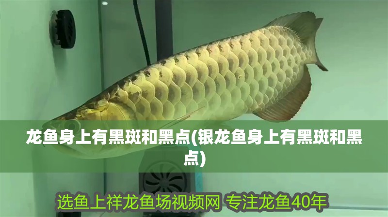 龍魚身上有黑斑和黑點(銀龍魚身上有黑斑和黑點)