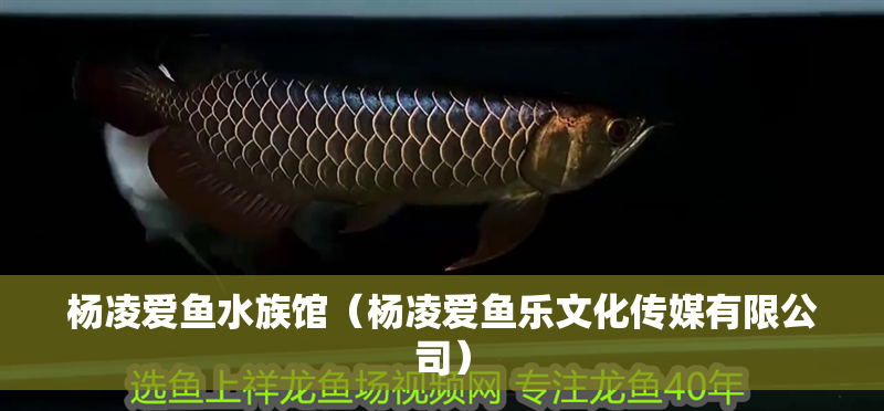 楊凌愛魚水族館（楊凌愛魚樂文化傳媒有限公司）