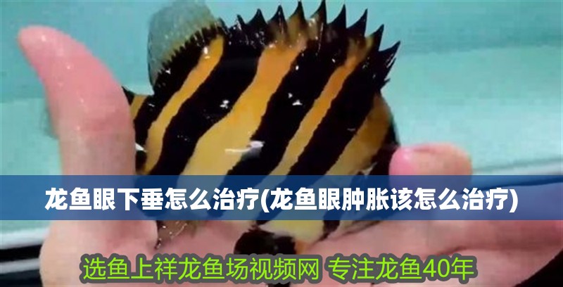 龍魚眼下垂怎么治療(龍魚眼腫脹該怎么治療) 龍魚眼下垂怎么治療(龍魚眼腫脹該怎么治療) 紅龍魚百科