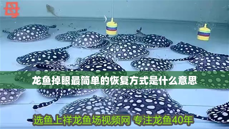 龍魚掉眼最簡單的恢復(fù)方式是什么意思