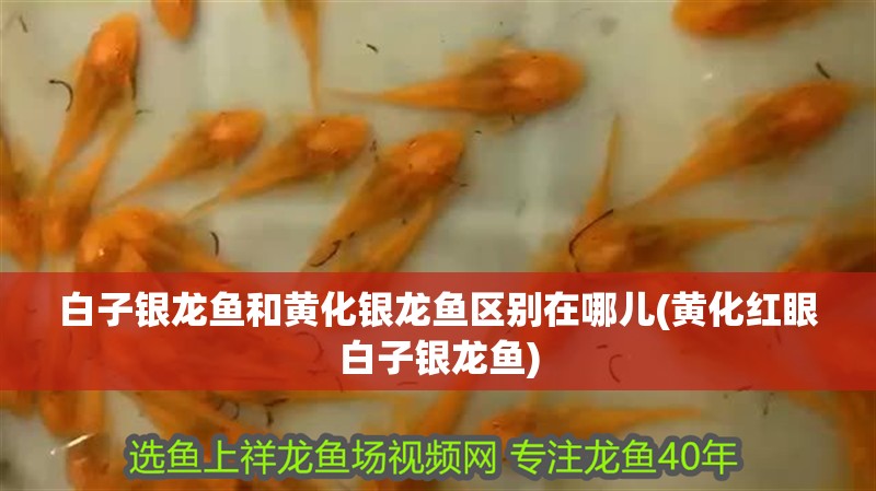 白子銀龍魚和黃化銀龍魚區別在哪兒(黃化紅眼白子銀龍魚)