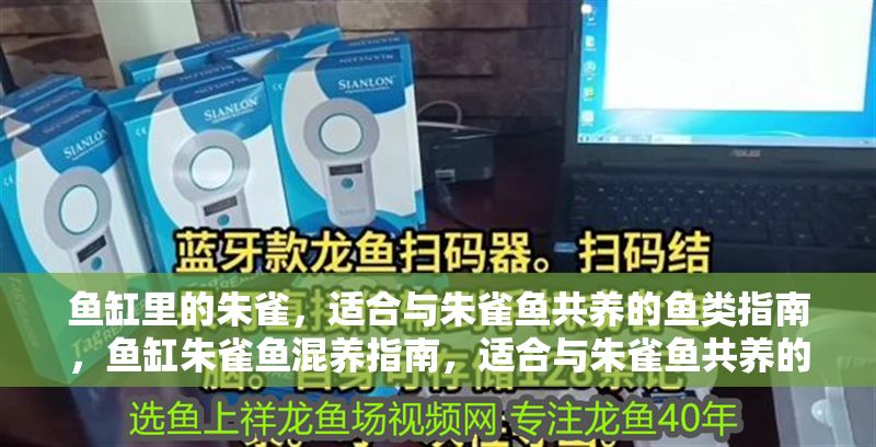 魚缸里的朱雀，適合與朱雀魚共養的魚類指南，魚缸朱雀魚混養指南，適合與朱雀魚共養的魚類推薦