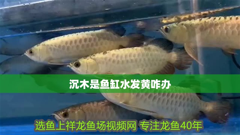 沉木是魚缸水發(fā)黃咋辦