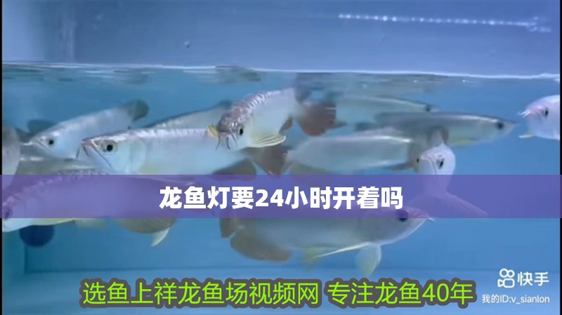 龍魚燈要24小時開著嗎 龍魚燈要24小時開著嗎 龍魚百科