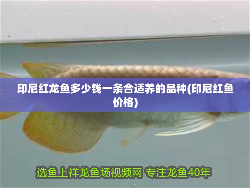 印尼紅龍魚多少錢一條合適養的品種(印尼紅魚價格)