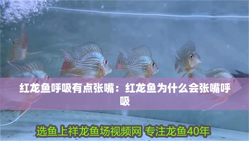 紅龍魚呼吸有點(diǎn)張嘴：紅龍魚為什么會張嘴呼吸