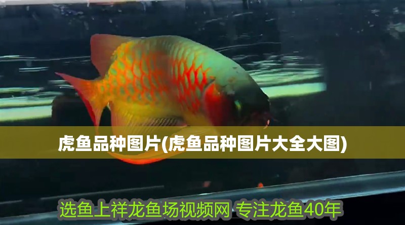 虎魚(yú)品種圖片(虎魚(yú)品種圖片大全大圖)