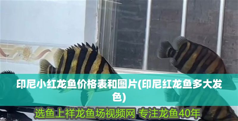 印尼小紅龍魚價格表和圖片(印尼紅龍魚多大發色)