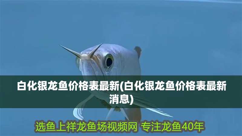 白化銀龍魚價格表最新(白化銀龍魚價格表最新消息)