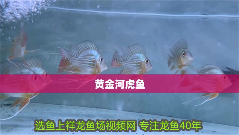 黃金河虎魚