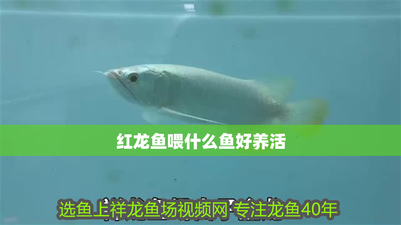 紅龍魚喂什么魚好養(yǎng)活