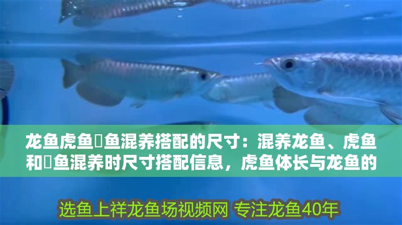 龍魚虎魚魟魚混養(yǎng)搭配的尺寸：混養(yǎng)龍魚、虎魚和魟魚混養(yǎng)時尺寸搭配信息，虎魚體長與龍魚的關系