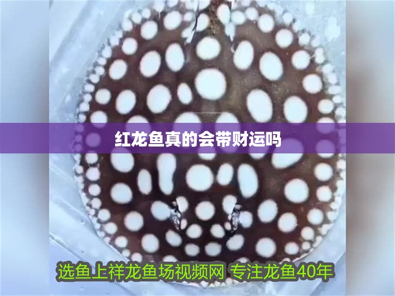 紅龍魚真的會(huì)帶財(cái)運(yùn)嗎