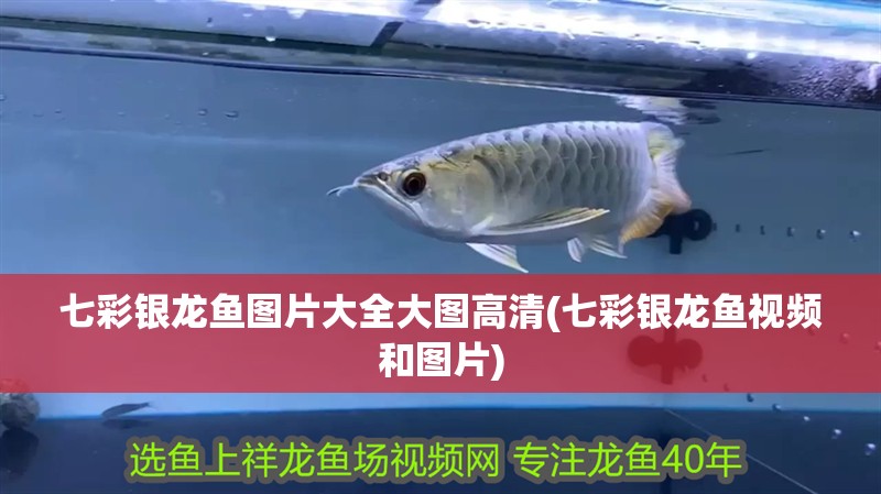 七彩銀龍魚(yú)圖片大全大圖高清(七彩銀龍魚(yú)視頻和圖片)