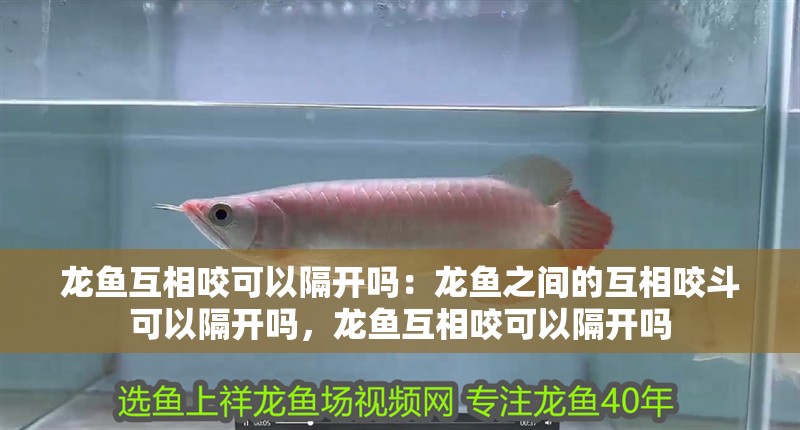 龍魚互相咬可以隔開嗎：龍魚之間的互相咬斗可以隔開嗎，龍魚互相咬可以隔開嗎