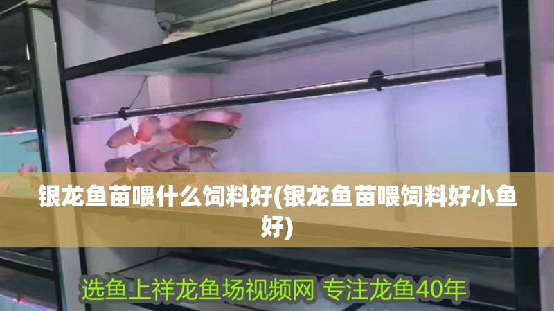 銀龍魚苗喂什么飼料好(銀龍魚苗喂飼料好小魚好)