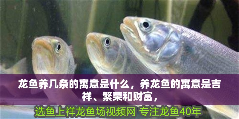 龍魚養幾條的寓意是什么，養龍魚的寓意是吉祥、繁榮和財富，