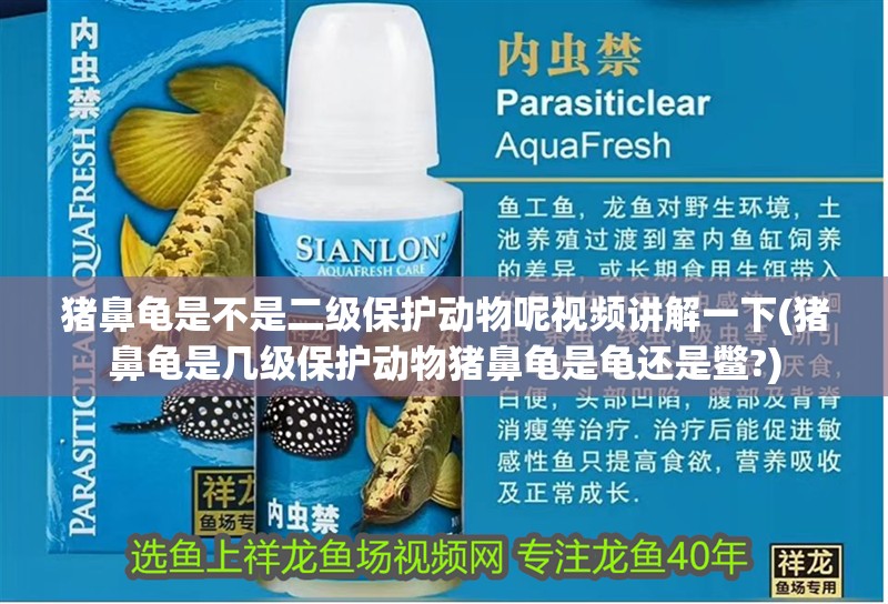 豬鼻龜是不是二級(jí)保護(hù)動(dòng)物呢視頻講解一下(豬鼻龜是幾級(jí)保護(hù)動(dòng)物豬鼻龜是龜還是鱉?)