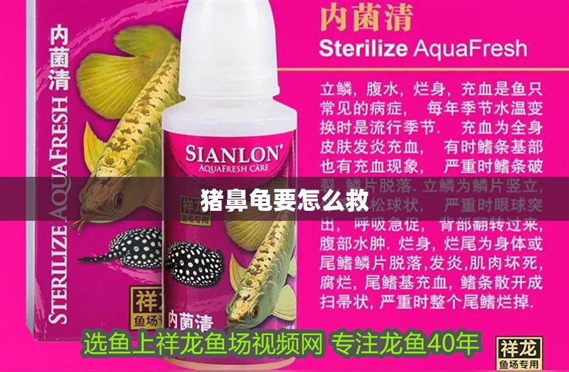 豬鼻龜要怎么救