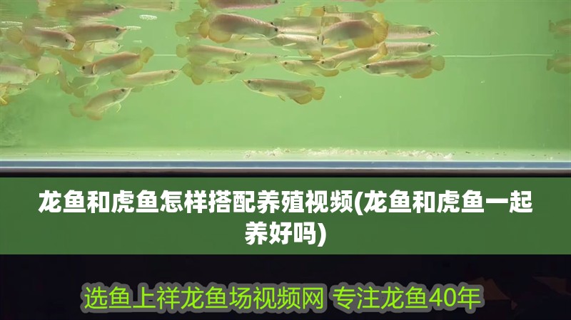龍魚和虎魚怎樣搭配養殖視頻(龍魚和虎魚一起養好嗎)