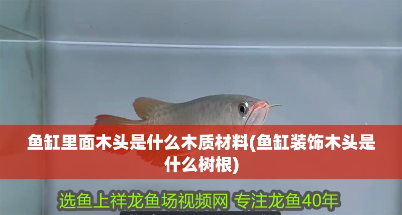 魚缸里面木頭是什么木質(zhì)材料(魚缸裝飾木頭是什么樹根)