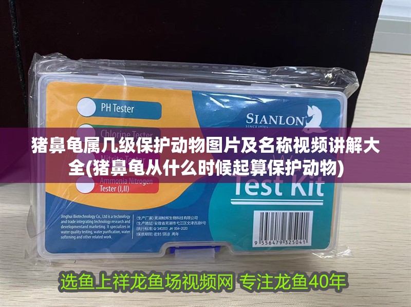 豬鼻龜屬幾級(jí)保護(hù)動(dòng)物圖片及名稱視頻講解大全(豬鼻龜從什么時(shí)候起算保護(hù)動(dòng)物) 豬鼻龜屬幾級(jí)保護(hù)動(dòng)物圖片及名稱視頻講解大全(豬鼻龜從什么時(shí)候起算保護(hù)動(dòng)物) 豬鼻龜百科
