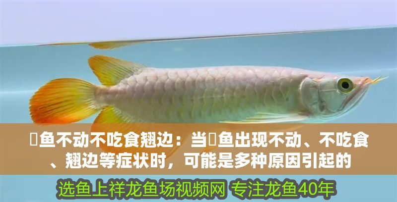 魟魚不動不吃食翹邊：當(dāng)魟魚出現(xiàn)不動、不吃食、翹邊等癥狀時，可能是多種原因引起的