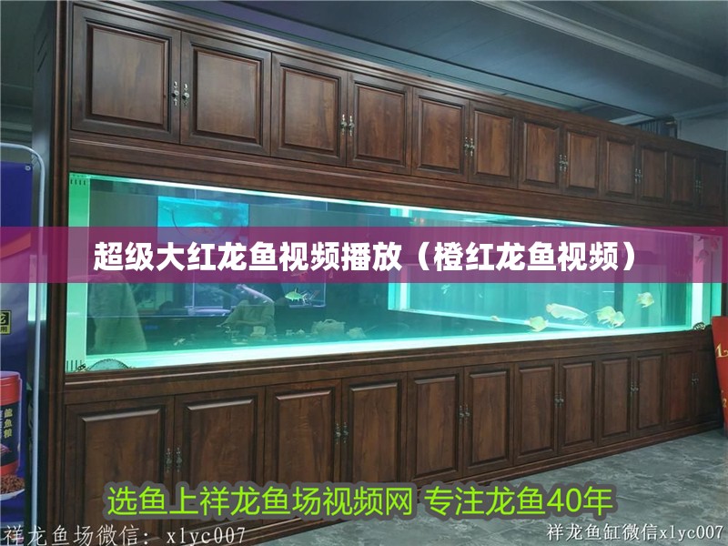 超級大紅龍魚視頻播放（橙紅龍魚視頻）