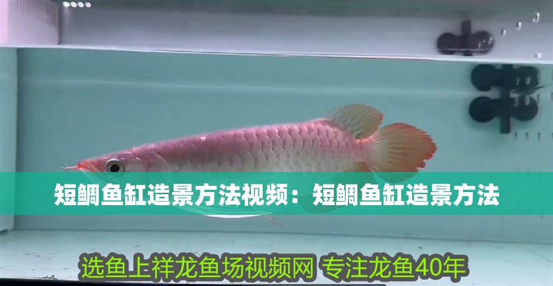 短鯛魚(yú)缸造景方法視頻：短鯛魚(yú)缸造景方法