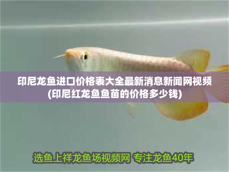 印尼龍魚進口價格表大全最新消息新聞網視頻(印尼紅龍魚魚苗的價格多少錢) 印尼龍魚進口價格表大全最新消息新聞網視頻(印尼紅龍魚魚苗的價格多少錢) 紅龍魚百科