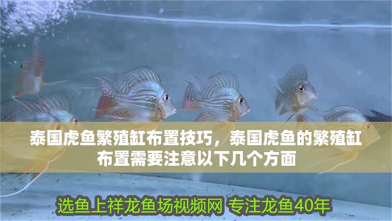 泰國虎魚繁殖缸布置技巧，泰國虎魚的繁殖缸布置需要注意以下幾個方面
