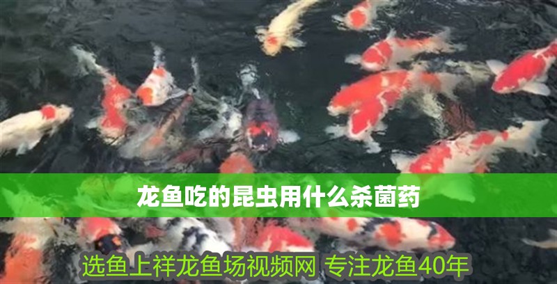 龍魚吃的昆蟲用什么殺菌藥