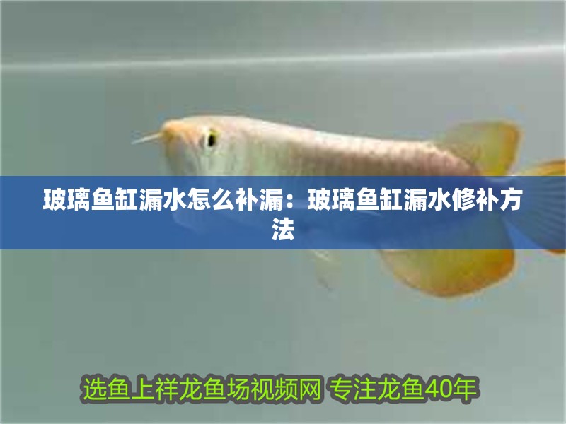 玻璃魚缸漏水怎么補漏：玻璃魚缸漏水修補方法