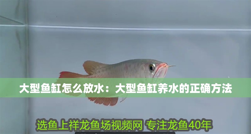 大型魚缸怎么放水：大型魚缸養水的正確方法