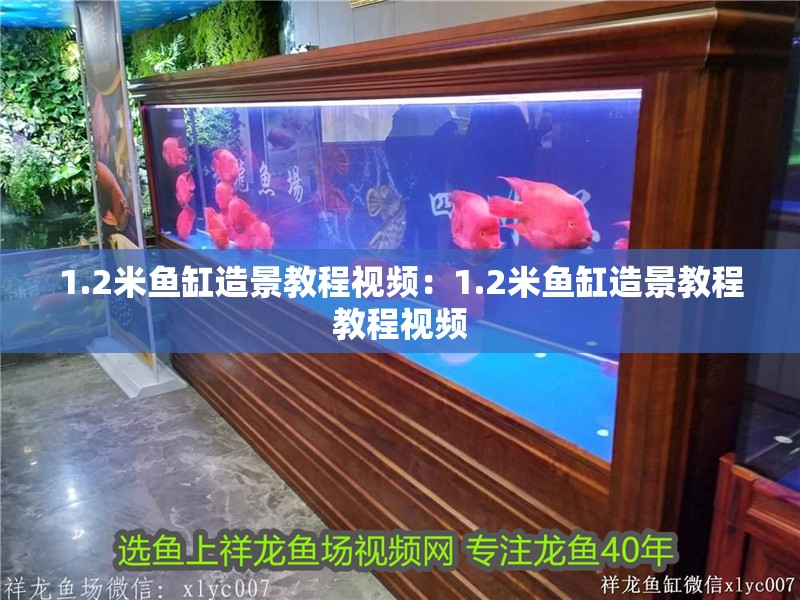 1.2米魚缸造景教程視頻：1.2米魚缸造景教程教程視頻