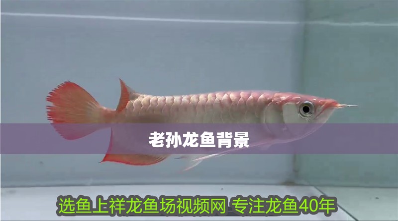 老孫龍魚背景