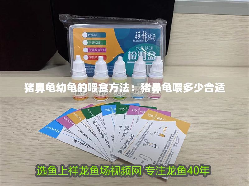 豬鼻龜幼龜的喂食方法：豬鼻龜喂多少合適 豬鼻龜幼龜的喂食方法：豬鼻龜喂多少合適 豬鼻龜百科 第1張