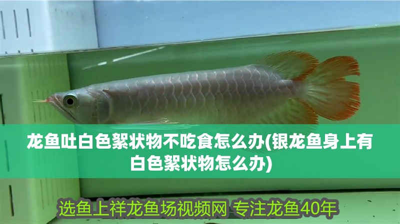 龍魚吐白色絮狀物不吃食怎么辦(銀龍魚身上有白色絮狀物怎么辦)