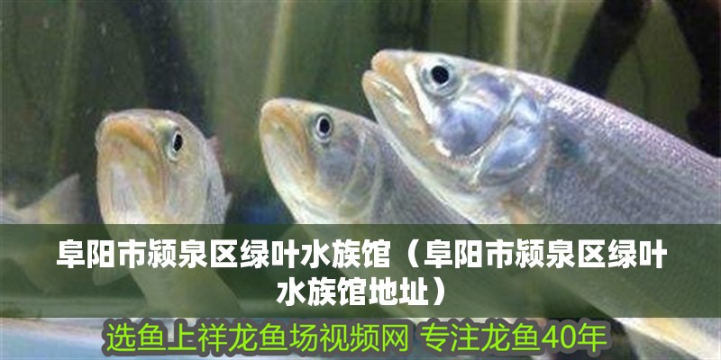 阜陽市潁泉區(qū)綠葉水族館（阜陽市潁泉區(qū)綠葉水族館地址）