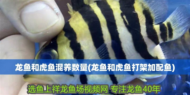 龍魚和虎魚混養數量(龍魚和虎魚打架加配魚)