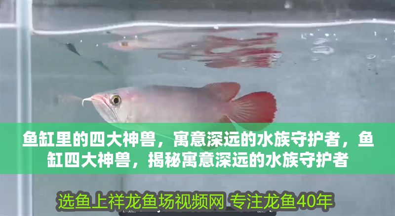 魚缸里的四大神獸，寓意深遠(yuǎn)的水族守護(hù)者，魚缸四大神獸，揭秘寓意深遠(yuǎn)的水族守護(hù)者