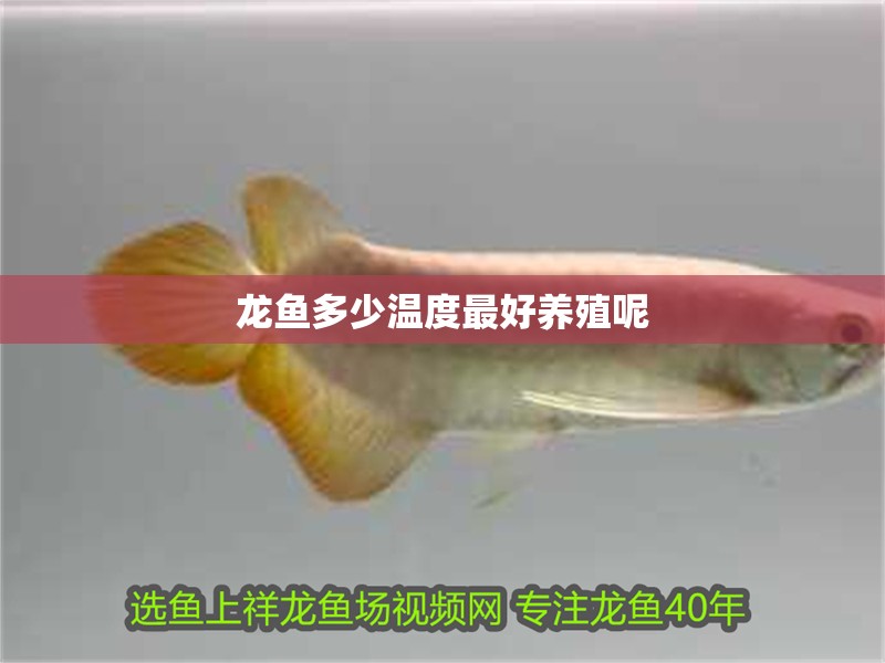 龍魚多少溫度最好養殖呢