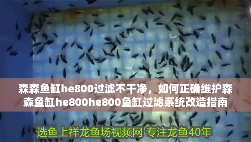 森森魚缸he800過濾不干凈，如何正確維護森森魚缸he800he800魚缸過濾系統改造指南