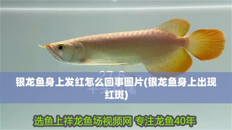 銀龍魚身上發紅怎么回事圖片(銀龍魚身上出現紅斑)