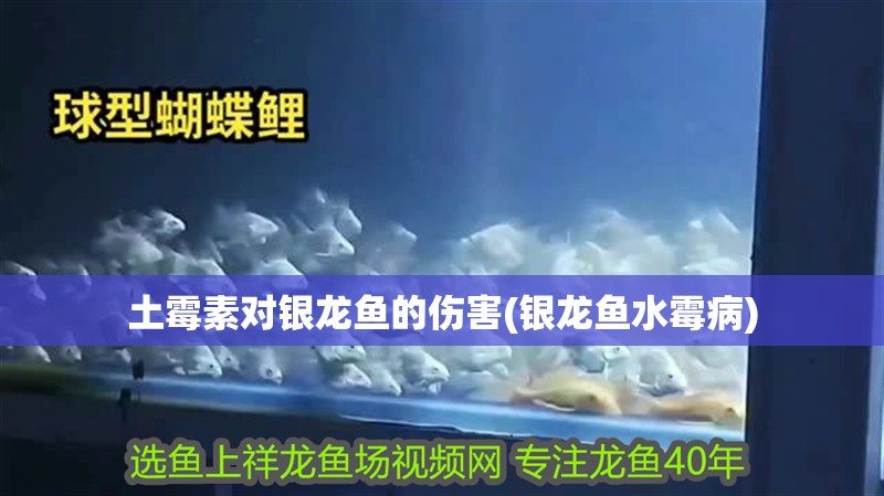 土霉素對銀龍魚的傷害(銀龍魚水霉病)