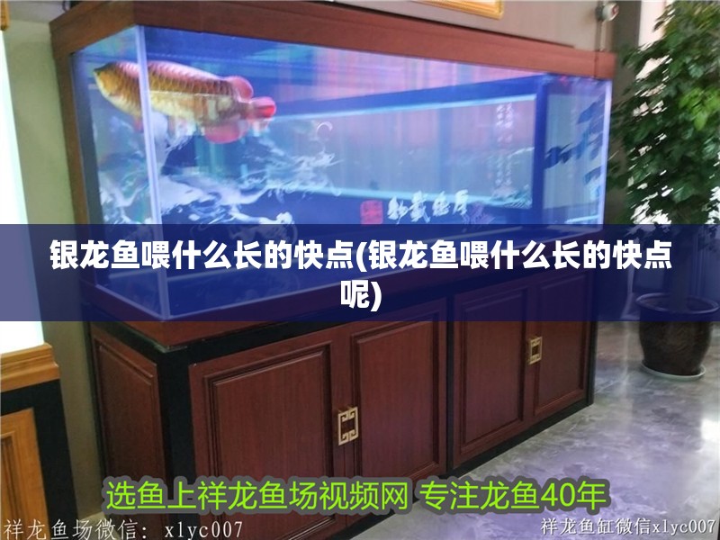 銀龍魚喂什么長的快點(銀龍魚喂什么長的快點呢)