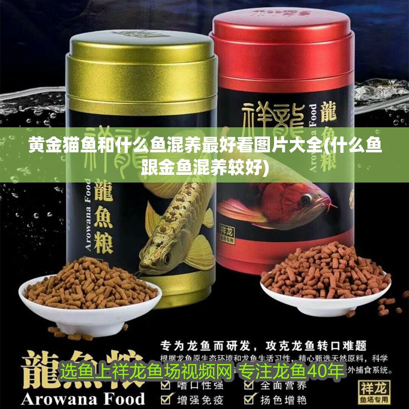 黃金貓魚和什么魚混養最好看圖片大全(什么魚跟金魚混養較好)