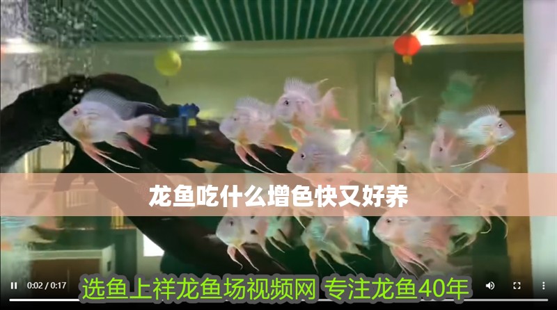 龍魚吃什么增色快又好養(yǎng) 龍魚吃什么增色快又好養(yǎng) 龍魚百科 第2張