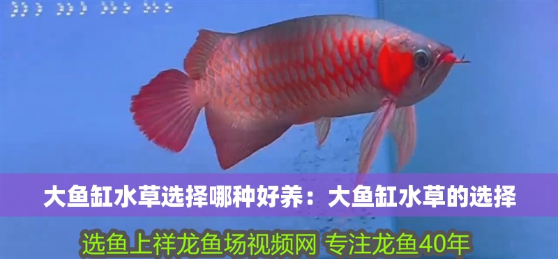 大魚缸水草選擇哪種好養：大魚缸水草的選擇